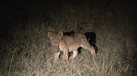 Lion cub with elephant dung Stock Footage 2284517