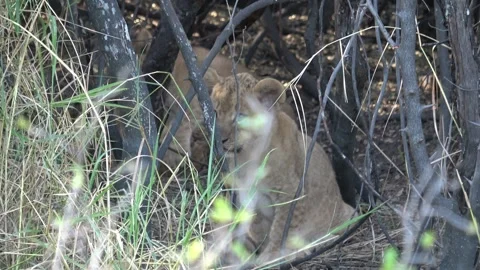 Lion cub explores view, then lies down across den entrance — Part 2 Stock Footage 322058047