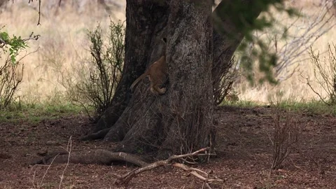 A lion cub is exploring a cleft of a huge tree trunk Stock Footage 220123093