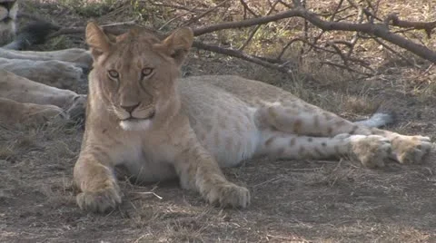 Lion cub Stock Footage 10829600