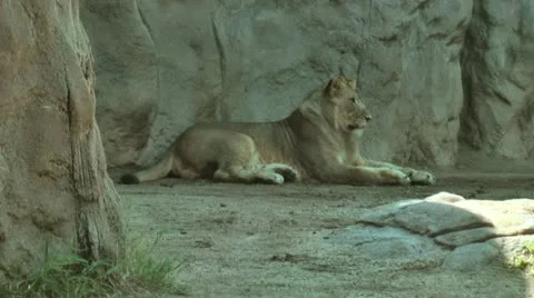 Lion Cub 스톡 동영상 11969735