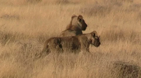 Lion cub Stock Footage 12165765