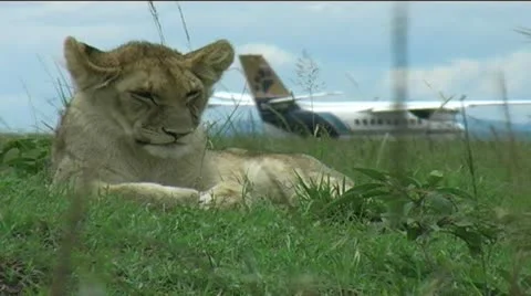 Lion cub Stock Footage 12478878