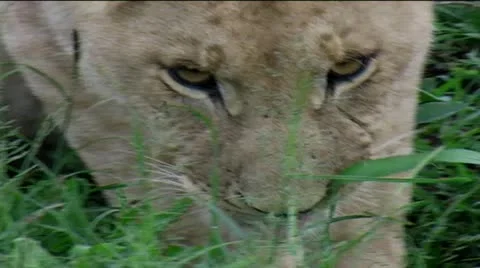 Lion cub Stock Footage 12522031