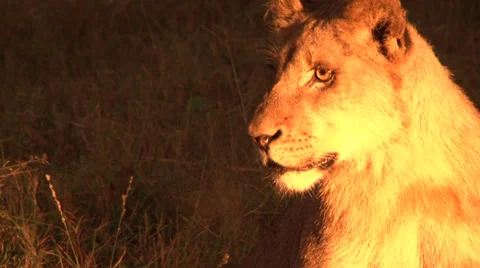 Lion Cub Stock-Footage 33466514