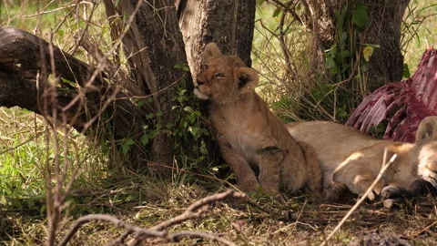 Lion cub  Stock Footage 146957257