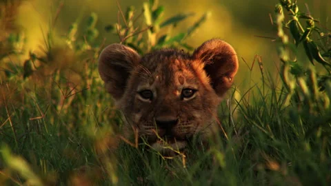 Lion cub Stock Footage 186963526
