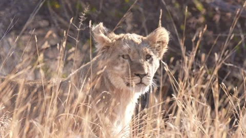 Lion Cub Video stock 289249761