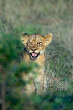 Lion Cub a future king Stock Photos