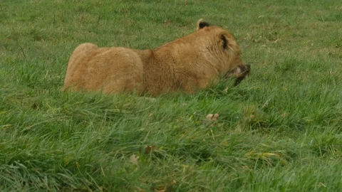 A lion cub on grass eating Stock Footage 122201852