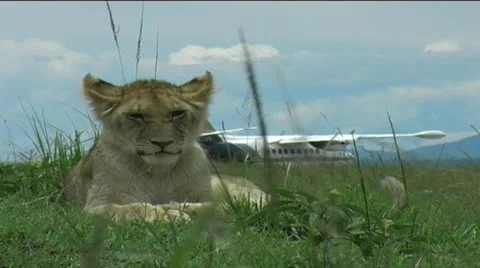 Lion cub harassed by flies Stock Footage 12479180