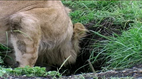 Lion cub head in Warthog burrow Stock Footage 12519485