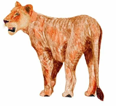 Lion cub Illustrazione stock