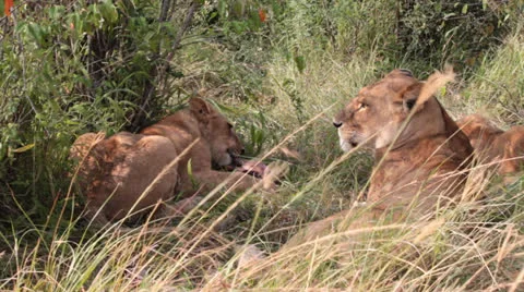 Lion Cub with Kill Stock Footage 25672833
