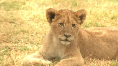 Lion cub laying down Stock Footage 10989702