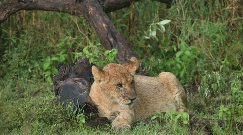 Lion cub laying in grass 库存影片 68537528
