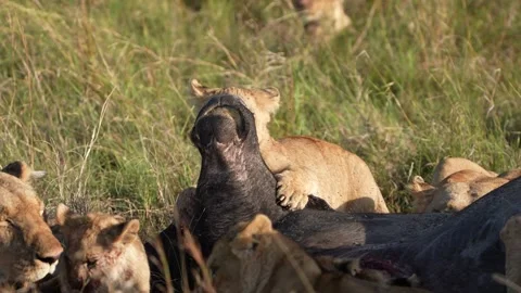 Lion Cub Learning to Feed From Buffalo Carcass Beside Adult, African Wildlife Stock Footage 346246665