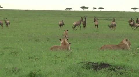 A lion cub learning how to hunt 2 Stock Footage 24635791