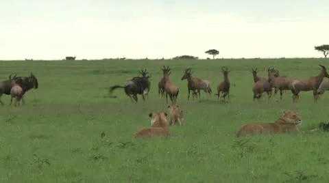 A lion cub learning how to hunt Stock Footage 24635797