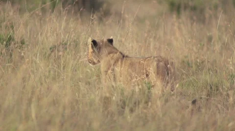 Lion cub limping Stock Footage 33546868
