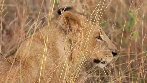 Lion cub in long grass Stock Footage 139040425