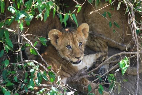 Lion cub looking into camera and hiding in a thick bush Stock Photos