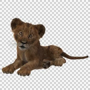 Lion cub lying down and looking at the camera. Illustrazione stock
