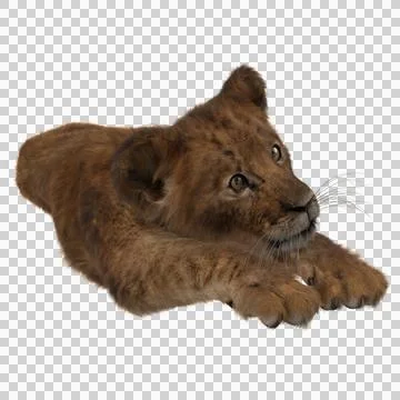 Lion cub lying down in playful pose. Stock Illustration