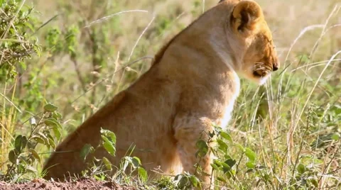 Lion cub lying in the grass Stock Footage 49750262