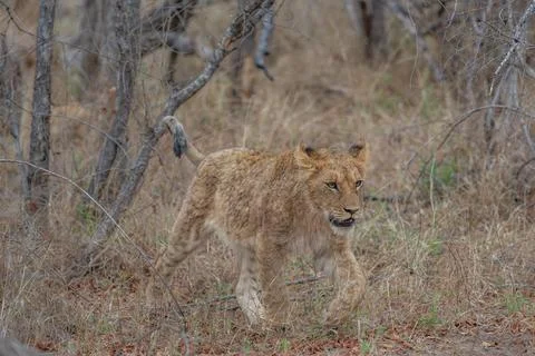 Lion cub marching through the grass Stock Photos