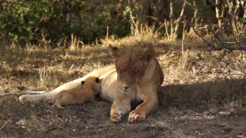 Lion Cub Moves And Nurses Video stock 70646713