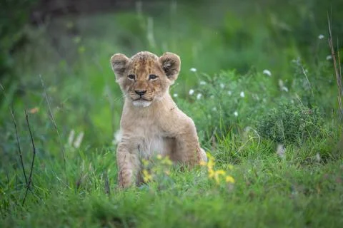 Lion cub - the next generation Stock Photos