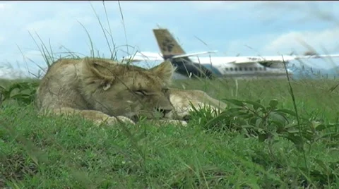Lion cub Olkiombo Pride Stock Footage 12477905
