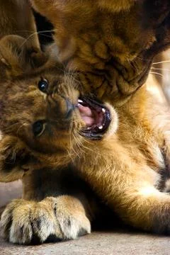 Lion cub Stock Photos