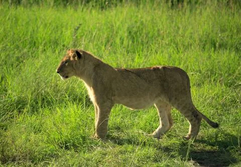 Lion cub Stock Photos