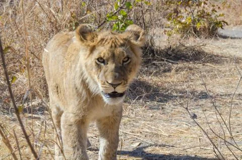 Lion cub Stock Photos