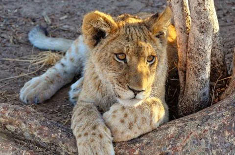 Lion cub Stock Photos
