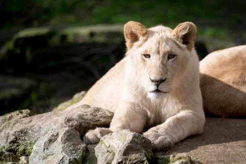 Lion cub Stock Photos