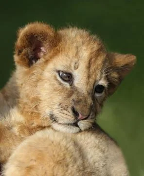 Lion Cub Foto stock