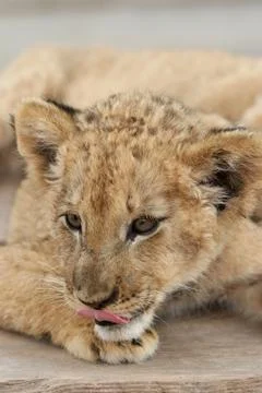 Lion Cub Stock Photos