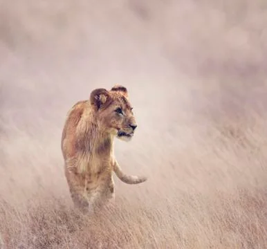 Lion Cub Fotos Stock