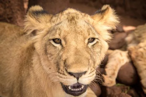 Lion Cub  Stock Photos