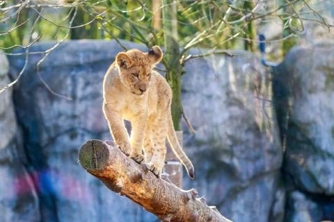 Lion Cub Stock Photos