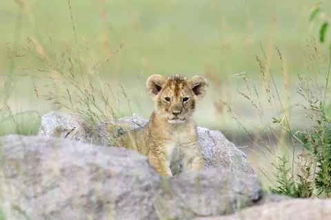 Lion cub Stock-Fotos