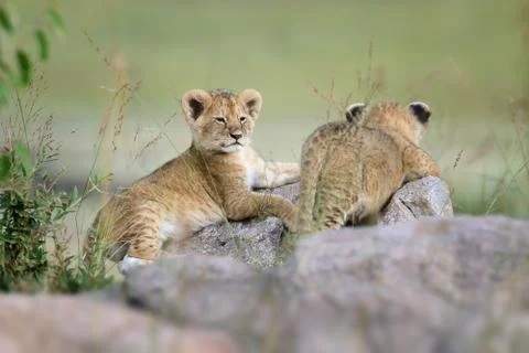 Lion cub Fotos de archivo