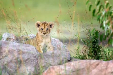 Lion cub Foto stock