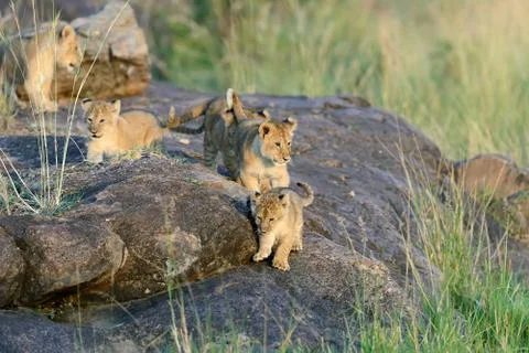 Lion cub Stock Photos