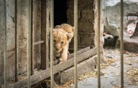 Lion cub. 写真素材