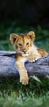 Lion cub Stock Photos