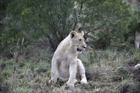 Lion Cub Stock Photos